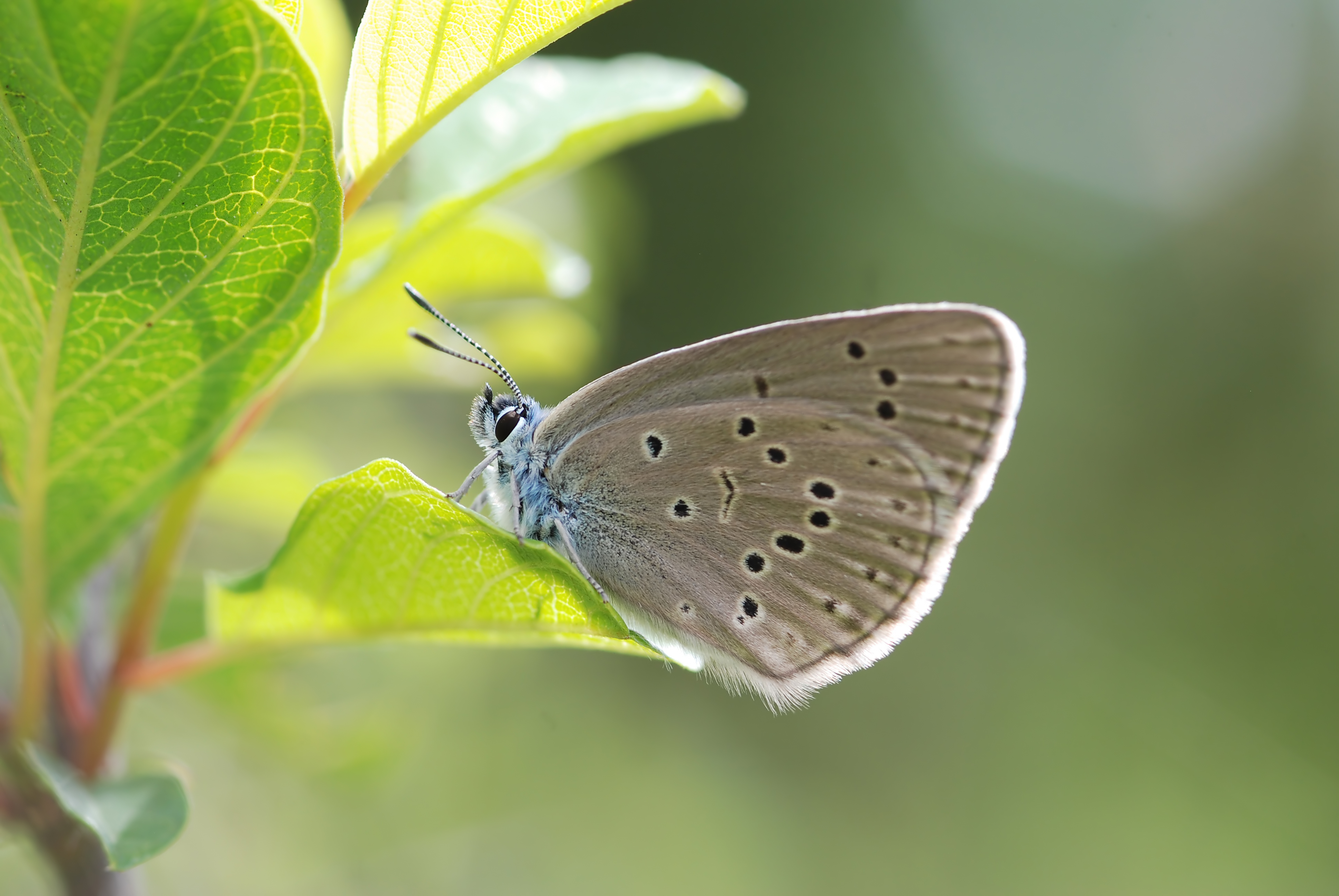 Maculinea rebeli. Photo: Erk Dallmeyer